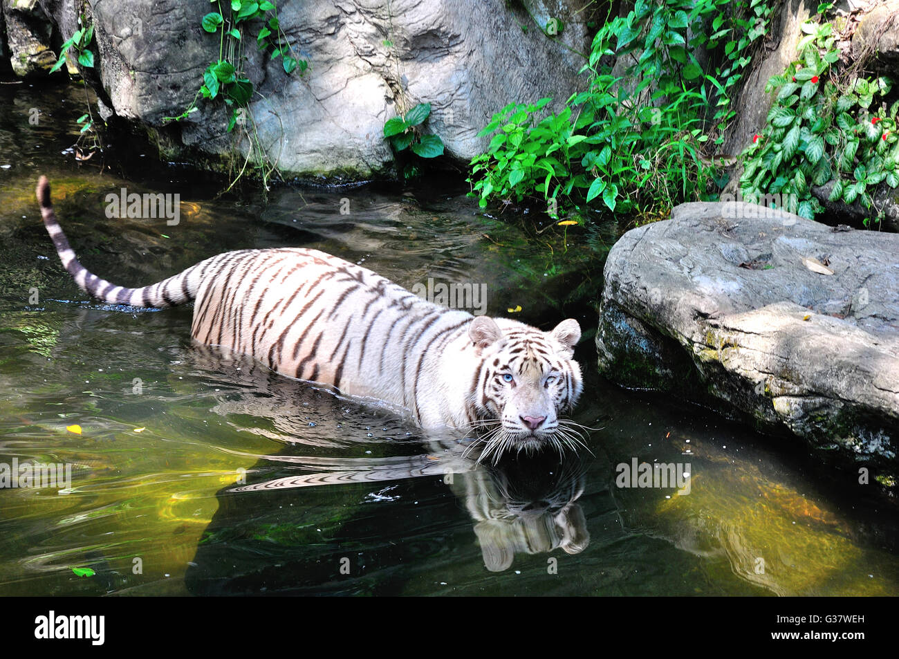 Tigre blanc,souvent appelé tigre de Sibérie à la recherche à l'appareil photo. Marcher dans l'eau Banque D'Images