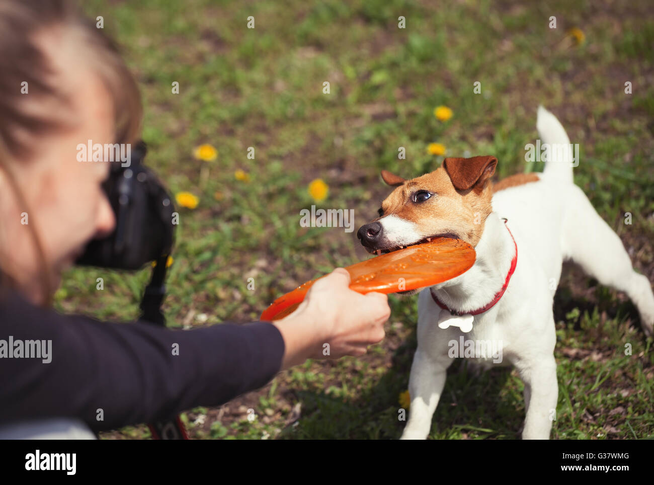 Girl Taking Photo Ludique De Petit Jack Russell Chiot Avec