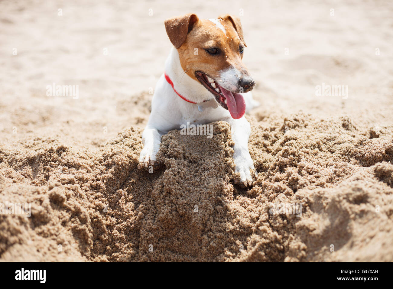 Petit chiot Jack Russell jouant sur la plage de creuser le sable. Chien domestique petit mignon, bon ami pour une famille et enfants. Race canine ludique et convivial Banque D'Images