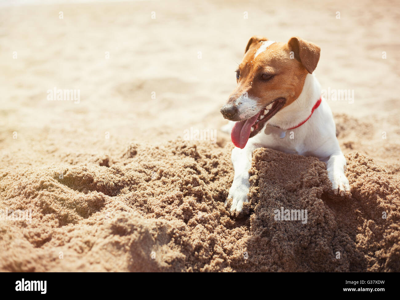 Le petit Jack Russell chiot jouant sur la plage de creuser le sable. Chien domestique petit mignon, bon ami pour une famille et enfants. Race canine ludique et convivial Banque D'Images