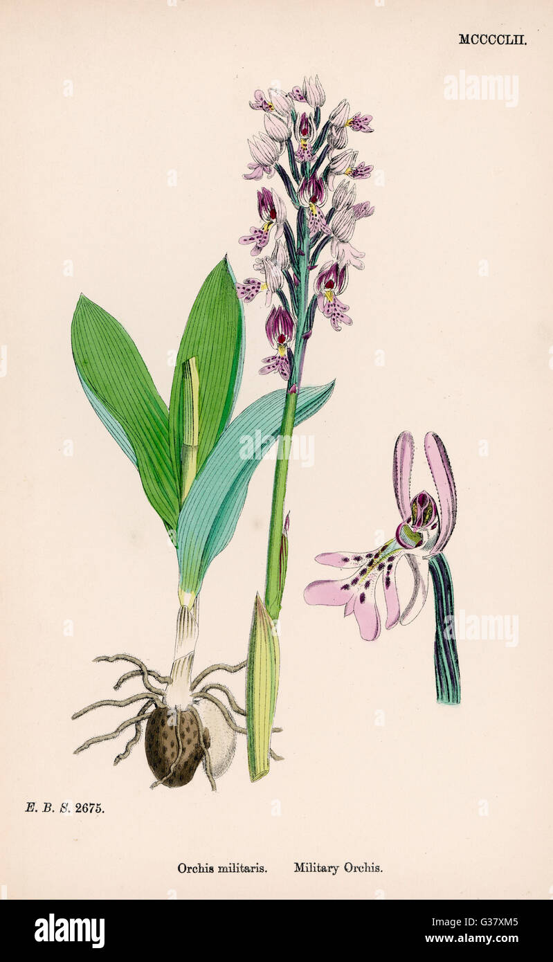 Plantes: Orchis Militaris ou Orchid militaire Banque D'Images