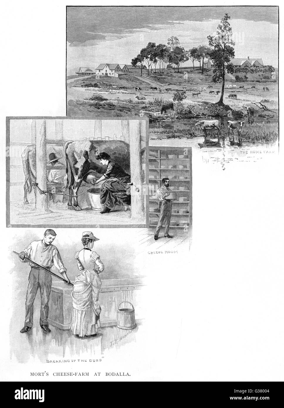 FABRICATION DE FROMAGE AUSTRALIEN Banque D'Images