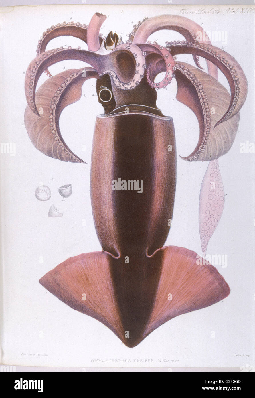 VIE MARINE/CALMAR Banque D'Images