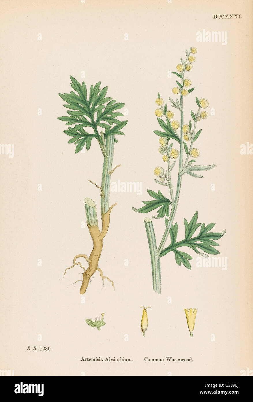 ARTEMISIA ABSINTHIUM Banque D'Images