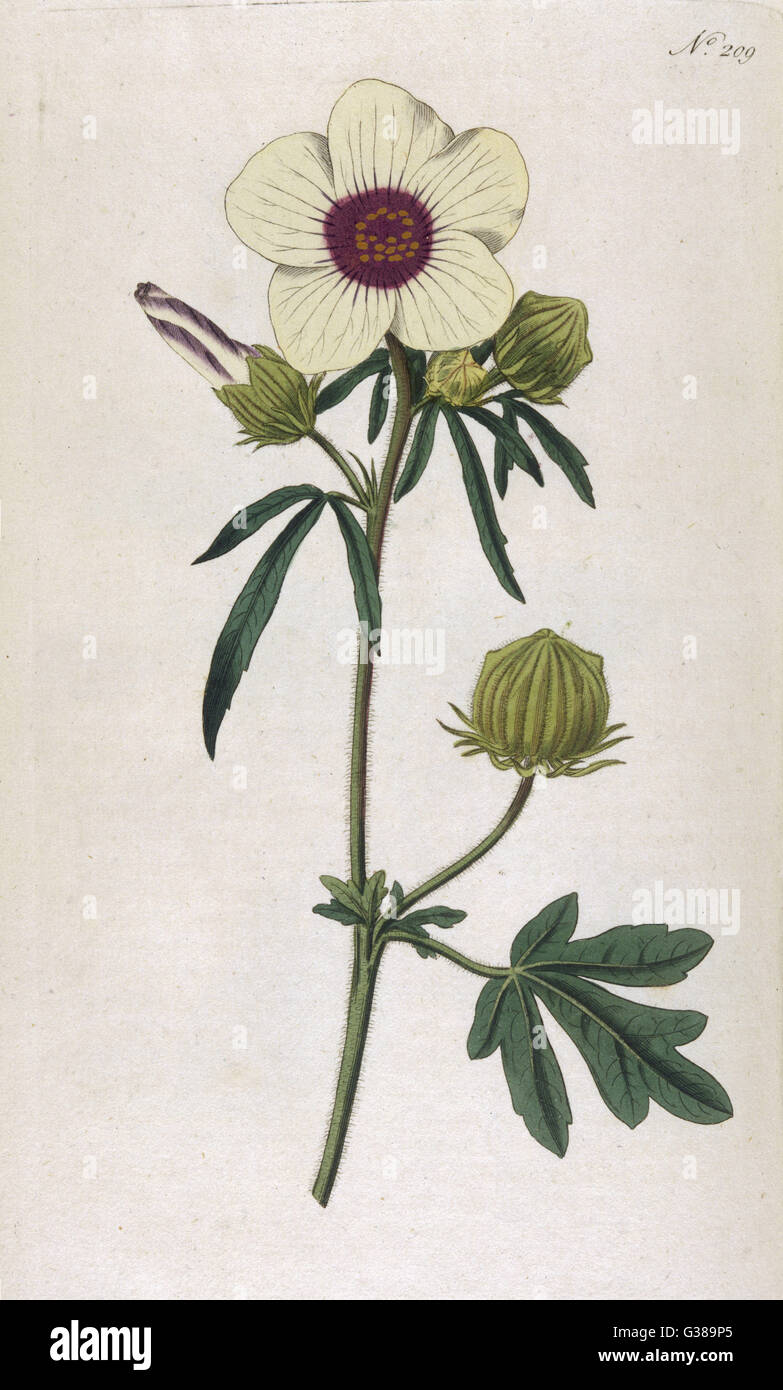 Plantes - Hibiscus Trionum Banque D'Images