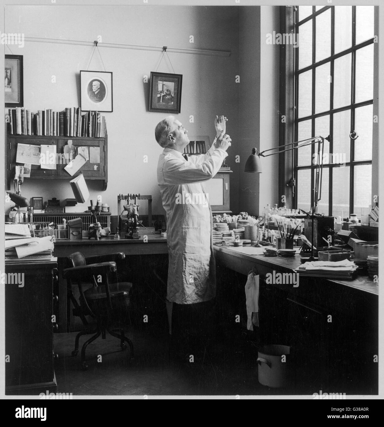SIR Alexander Fleming - bactériologiste écossais au travail dans son laboratoire. Date : 1881 - 1955 Banque D'Images