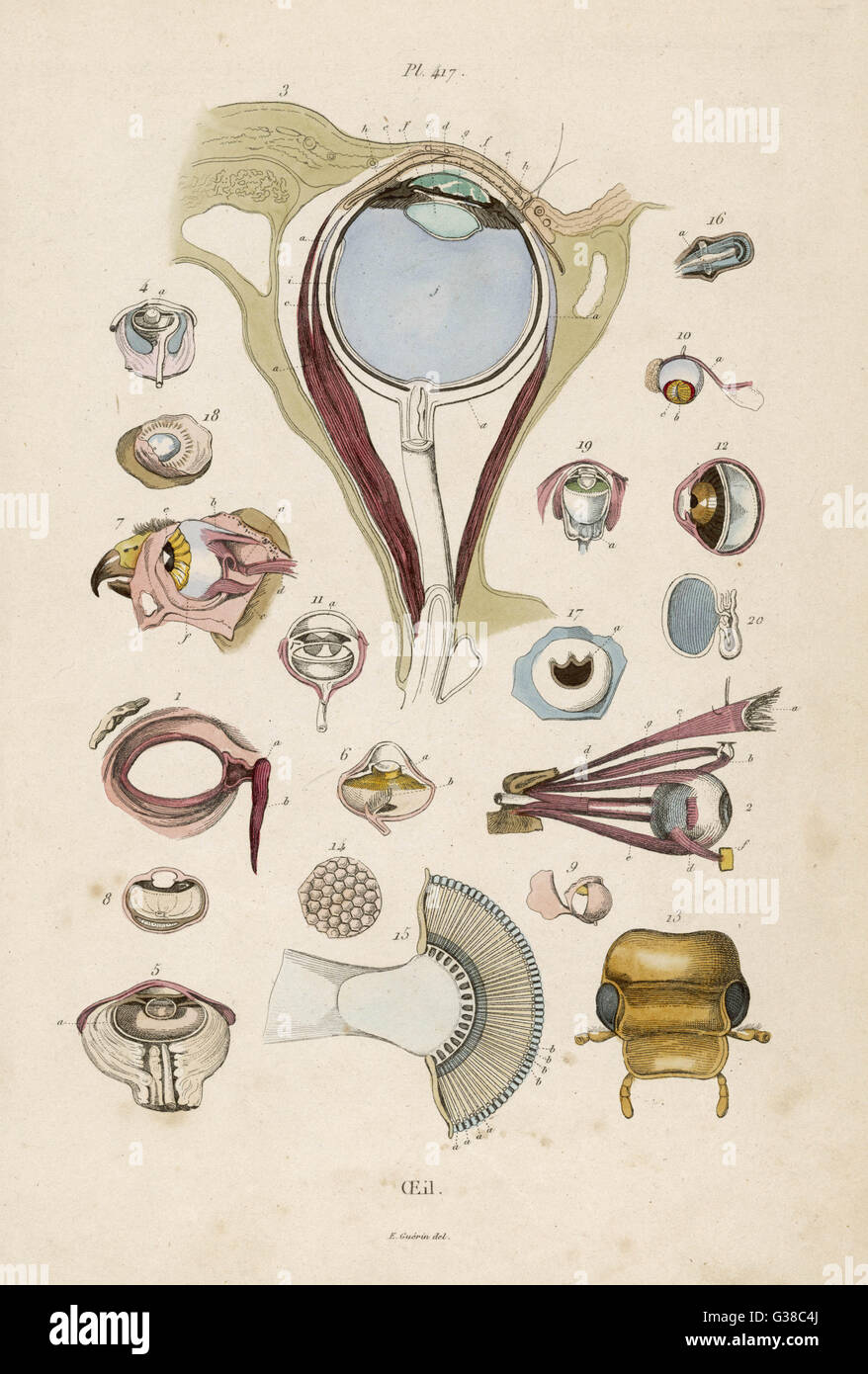 Médical - Anatomie - yeux Banque D'Images