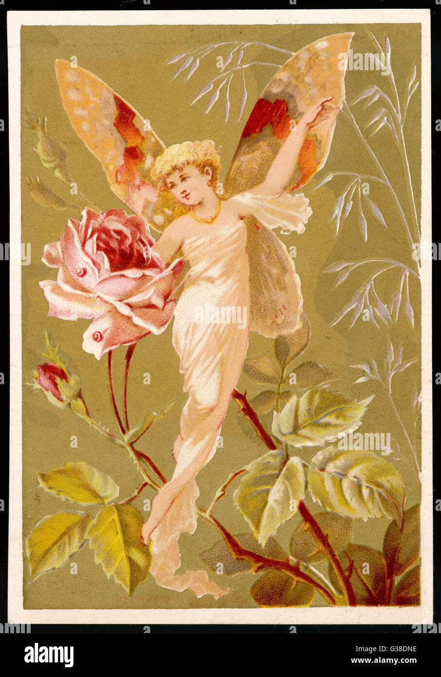 Fée sur une rose Banque D'Images