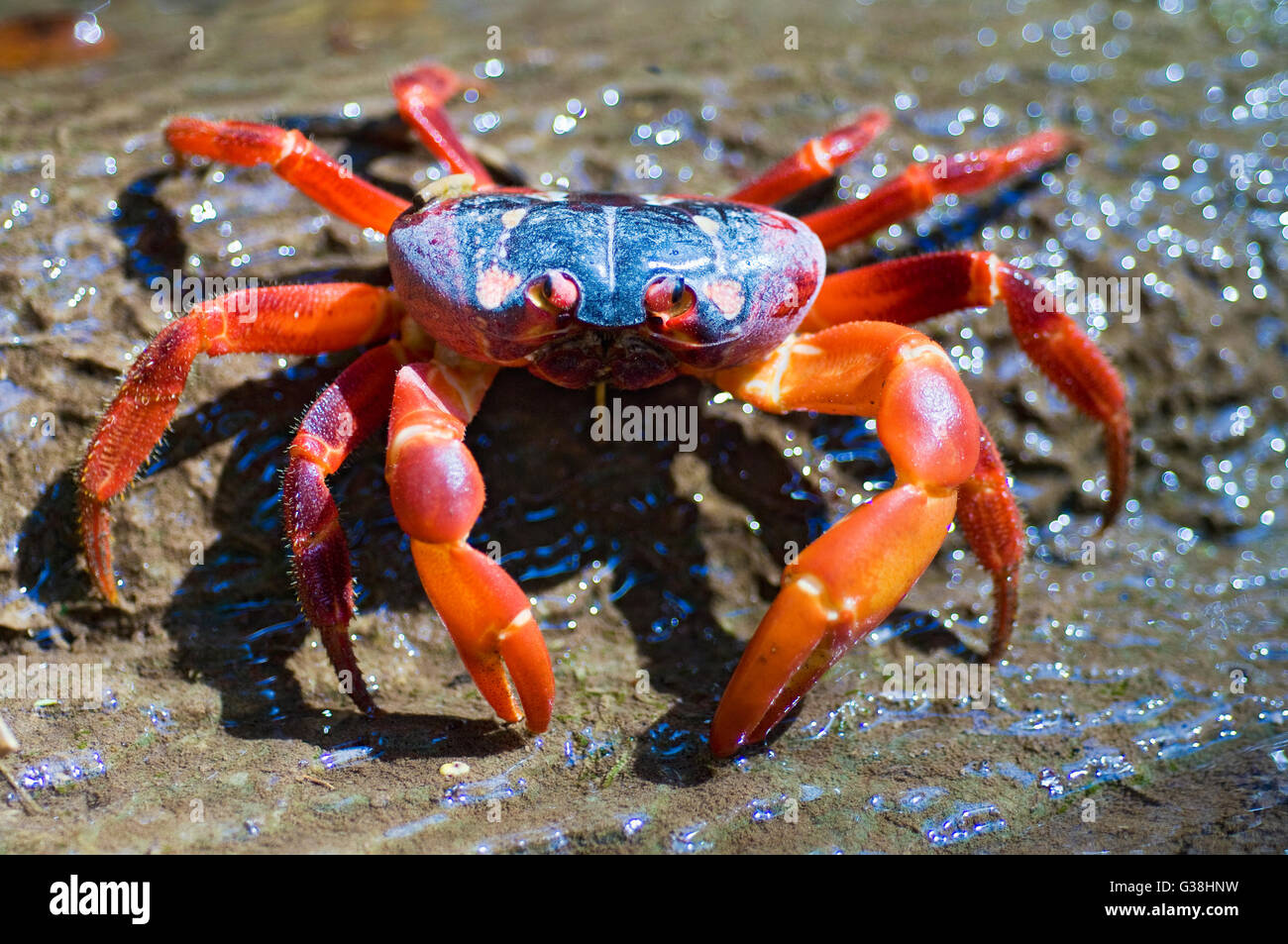 L'île de Noël crabe rouge (Gecarcoidea natalis) dans un flux d'eau douce Banque D'Images