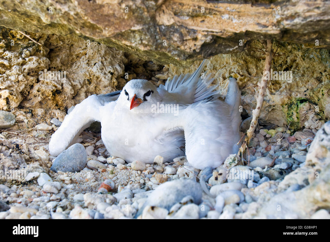 Argent pour mineurs d'équipage ou rouge-queue, Phaethon rubricauda dans son nid sur l'île de Noël, de l'Australie Banque D'Images
