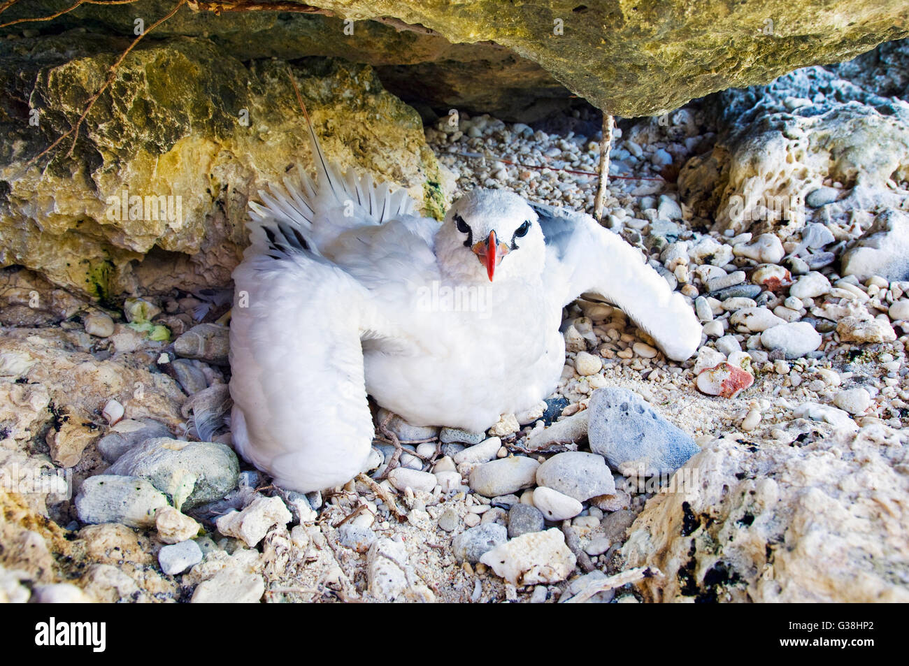 Argent pour mineurs d'équipage ou rouge-queue, Phaethon rubricauda dans son nid sur l'île de Noël, de l'Australie Banque D'Images