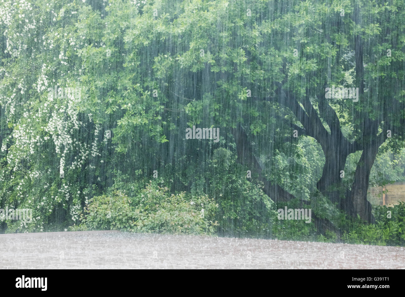 Sheffield, South Yorkshire, UK. 10 Juin, 2016. Météo France : des pluies torrentielles passé traînées des arbres et de la végétation et rebondit sur un toit plat à Sheffield dans le Yorkshire du Sud est soumis à de fortes averses. Credit : Graham Dunn/Alamy Live News Banque D'Images