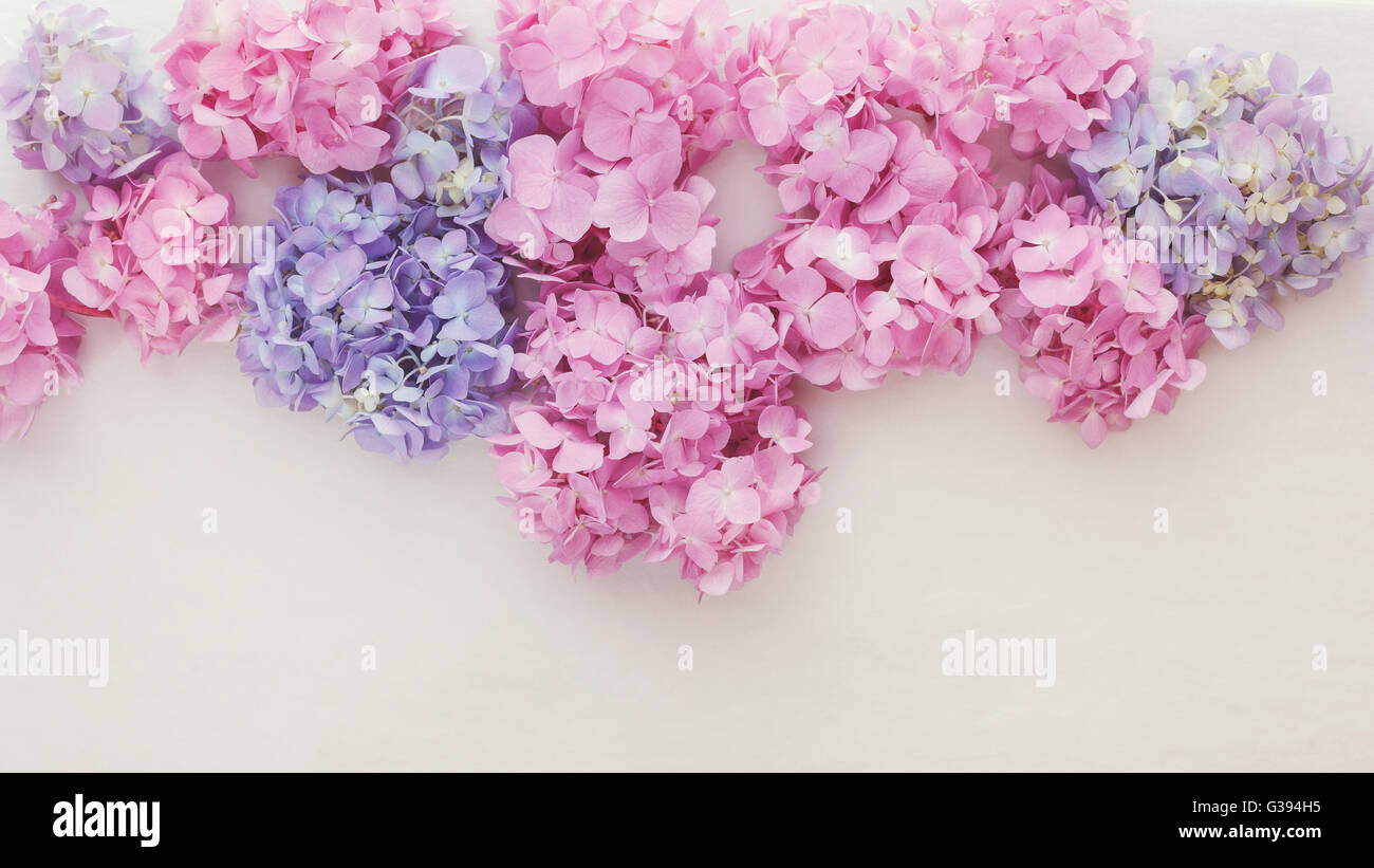 Hortensia fraîches Fleurs. Hortensia naturel fleurs dans une bordure sur un fond rustique. Vue d'en haut, l'image aux couleurs vintage Banque D'Images