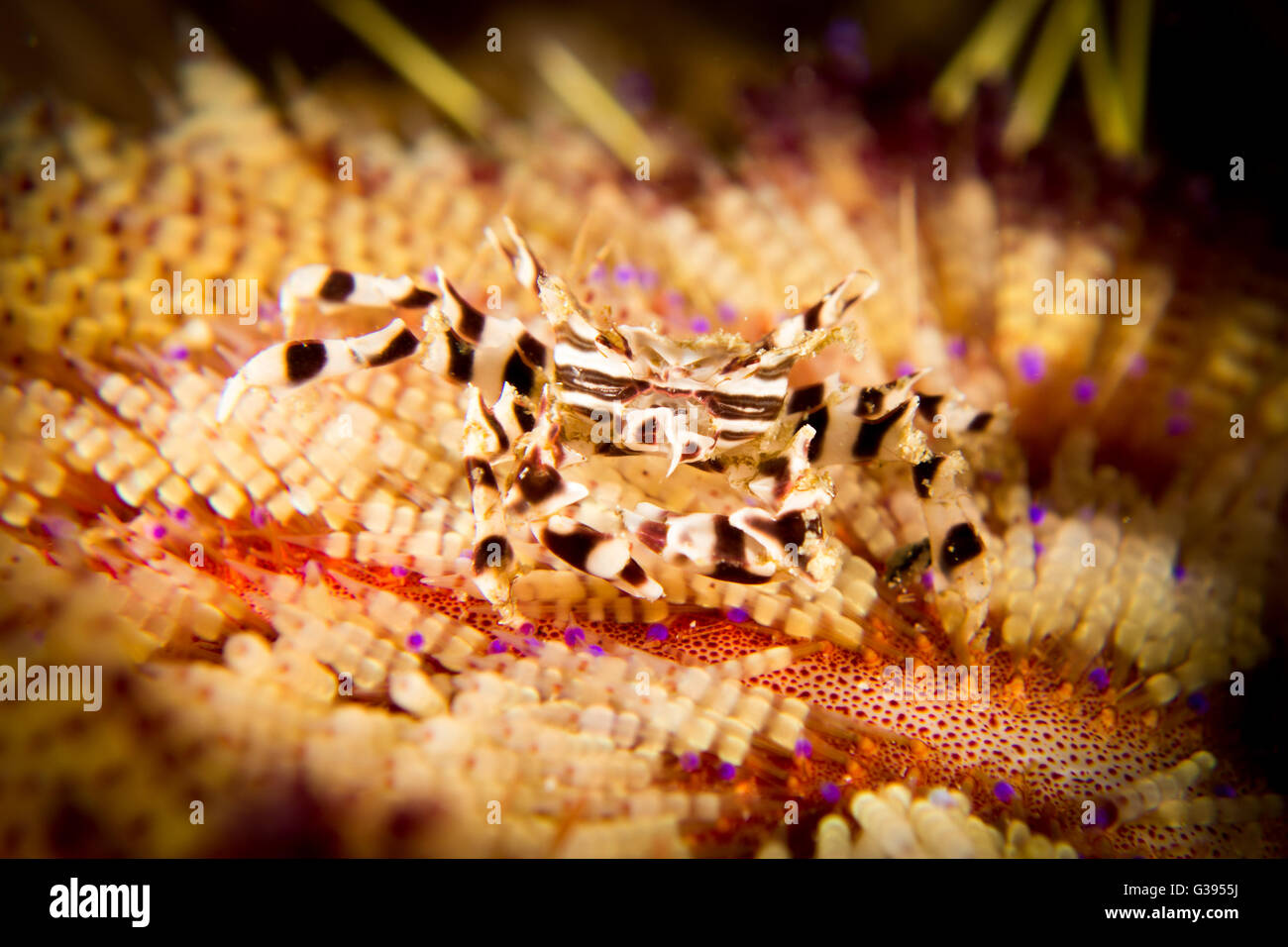 Un crabe Oursin Zebra - Zebrida adamsii - dans son hôte Fire Urchin - Asthenosoma varium. Prises dans le Parc National de Komodo, Indonésie Banque D'Images