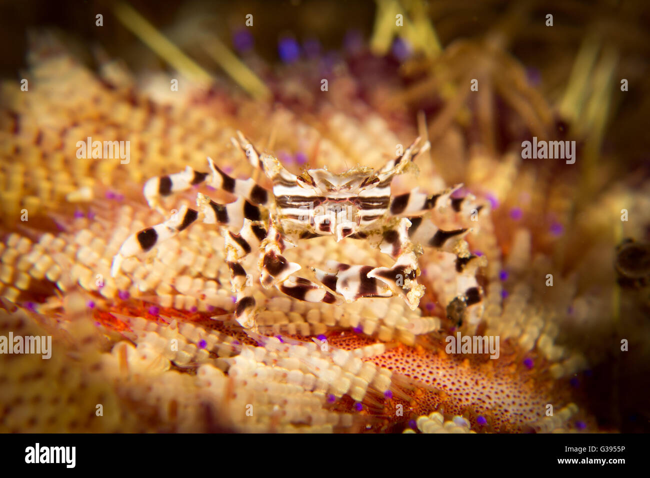 Un crabe Oursin Zebra - Zebrida adamsii - dans son hôte Fire Urchin - Asthenosoma varium. Prises dans le Parc National de Komodo, Indonésie Banque D'Images