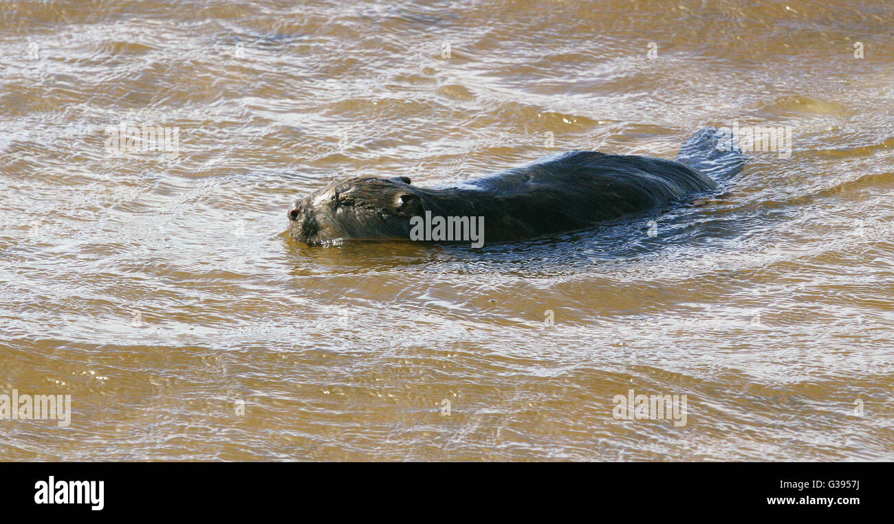 Castor sur le rivage près de Riga Banque D'Images