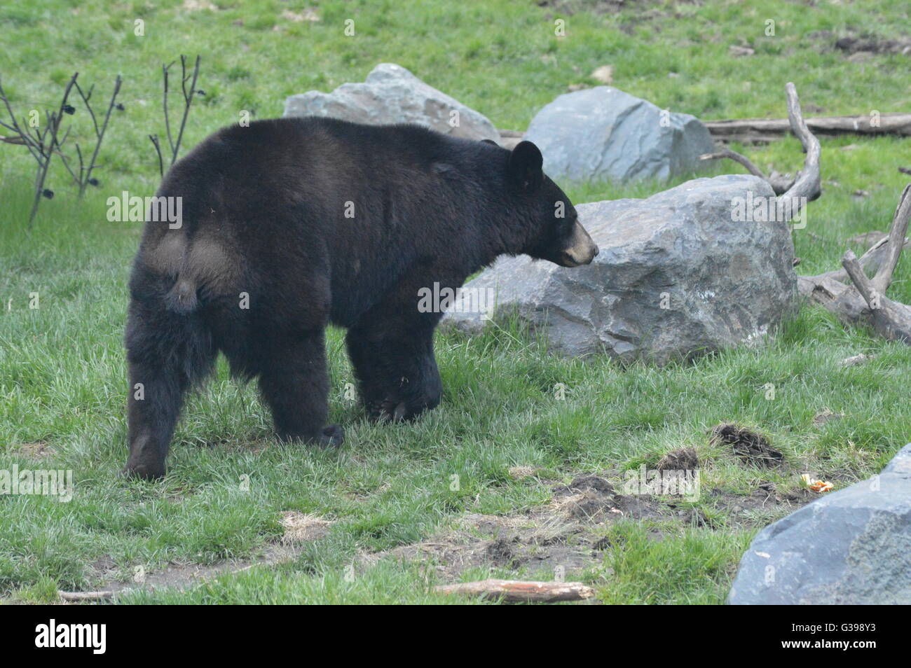 L'ours noir américain marche dans les bois Banque D'Images