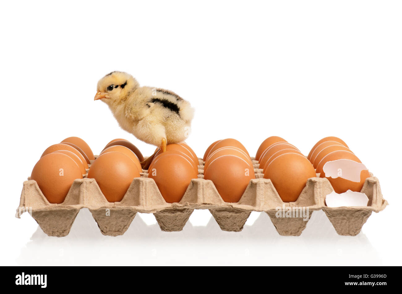 Avec beaucoup d'œufs de poulet Banque D'Images Avec beaucoup d'œufs de poulet Banque D'Images