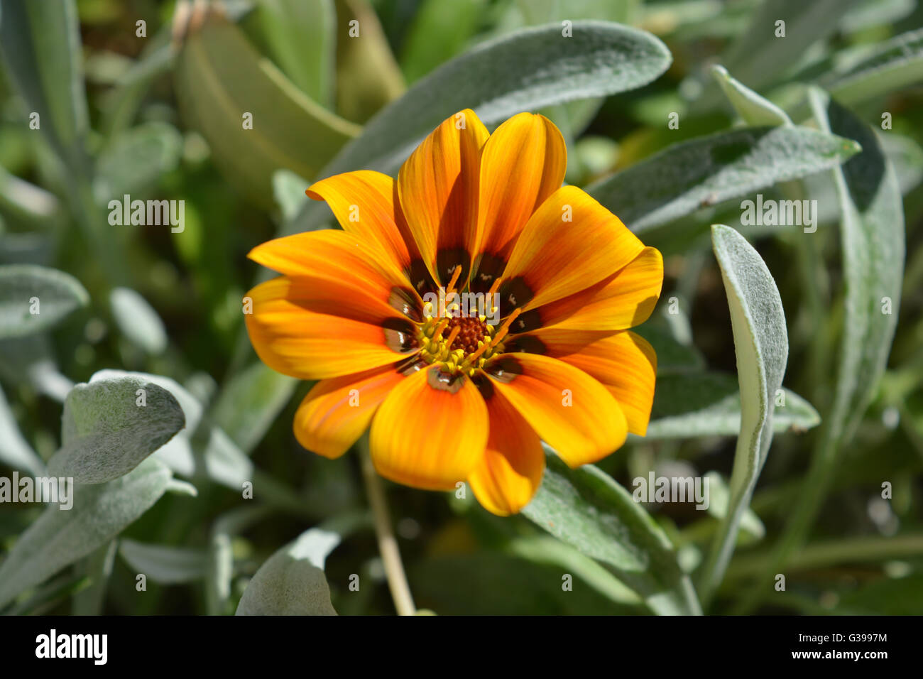 Gazania fleur, ouvert dans le soleil. Banque D'Images