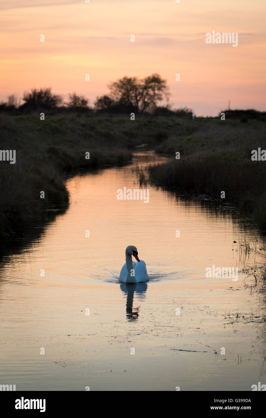 Cygne muet au crépuscule au marais d'OARE, Kent. Banque D'Images