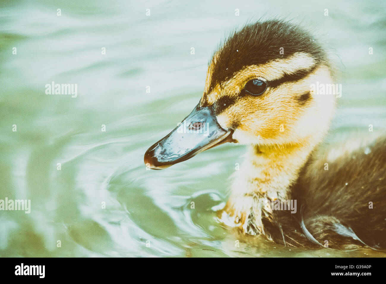 Canard bébé piscine d'oiseaux sur l'eau Banque D'Images