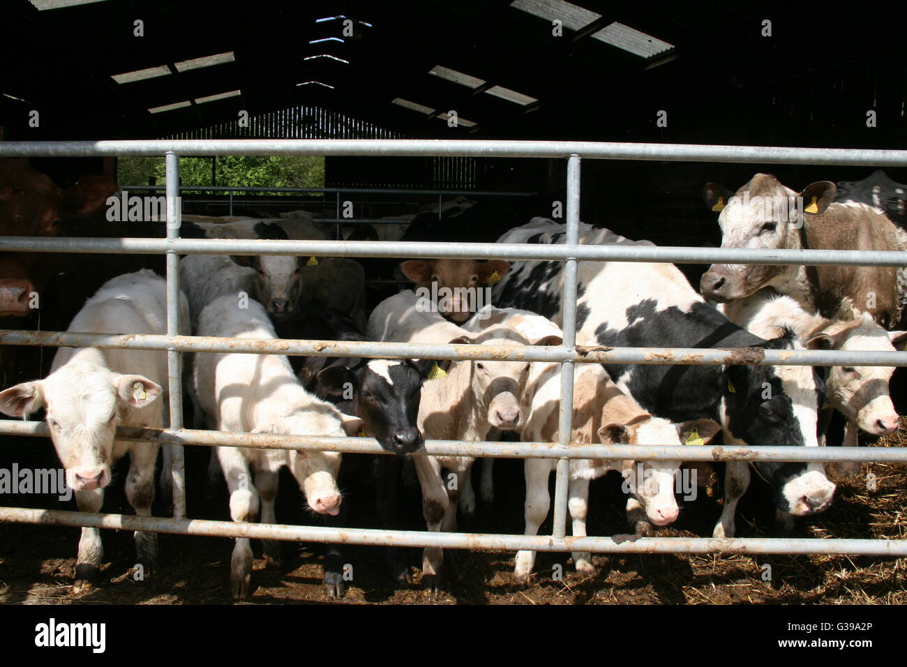 Troupeau de vaches DANS UNE FERME GRANGE derrière une barrière métallique à la photographe À DANS UN PAYSAGE ensoleillé Banque D'Images