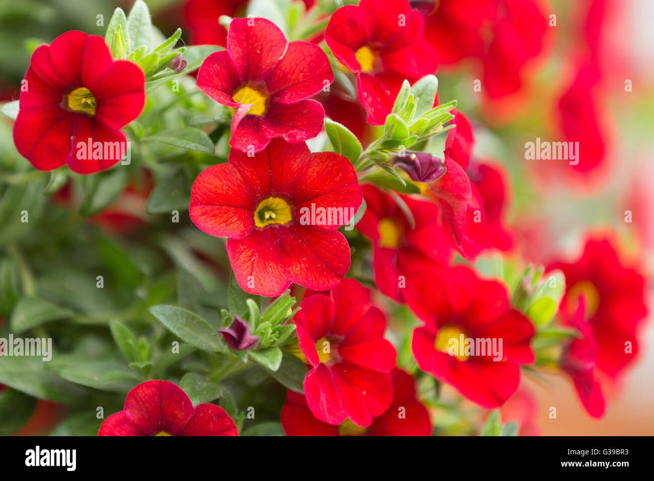 Belle fleur rouge millions bells, calibrachoa. Fleur de printemps avec de  nombreuses fleurs rouges au printemps Photo Stock - Alamy