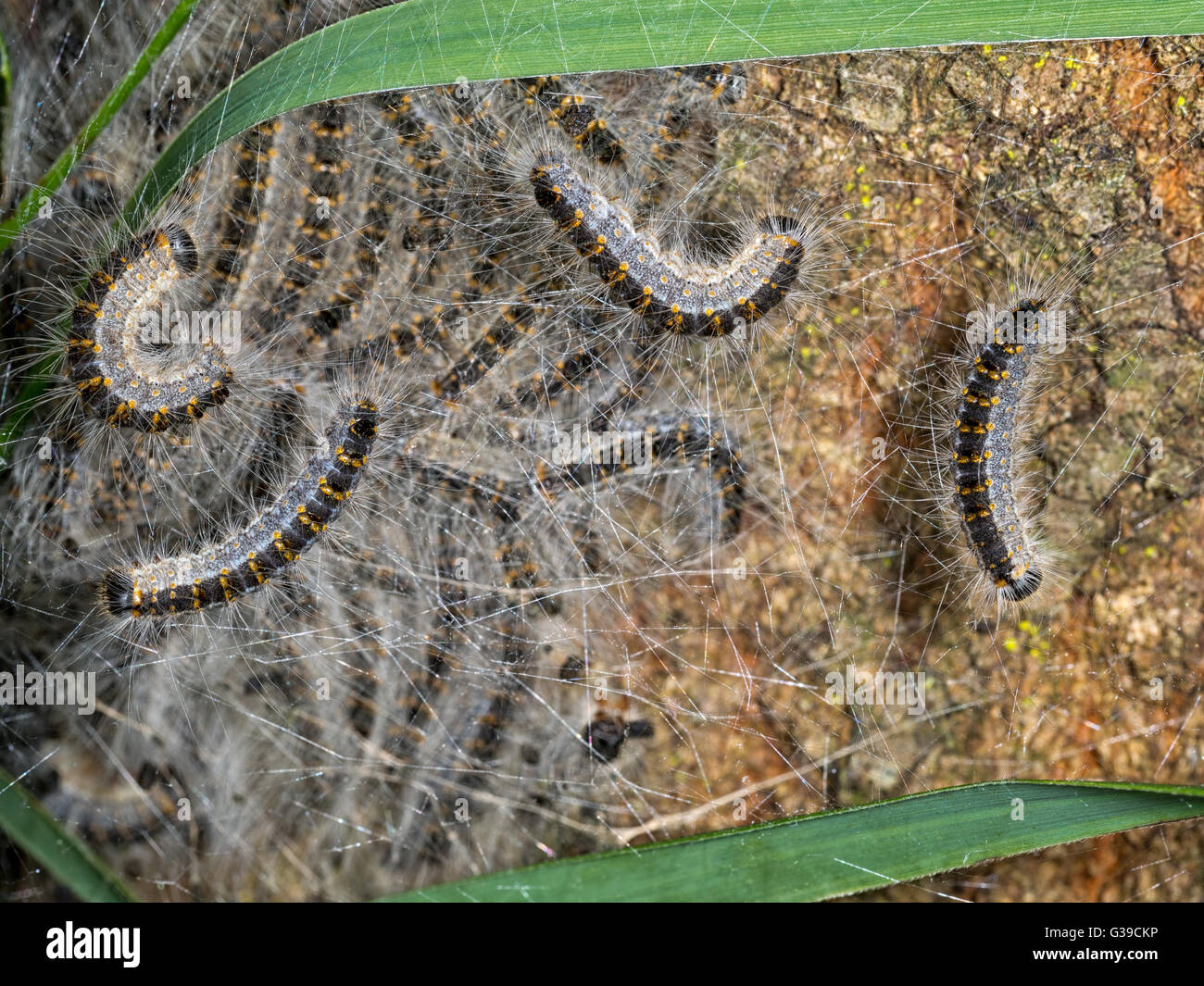 Les insectes toxiques. Thaumetopoea processionea, chenille processionnaire du chêne caterpilars en nid. Banque D'Images