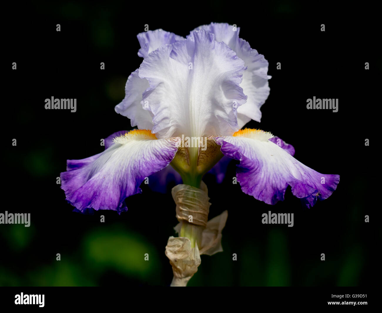 Iris mauve magnifique remarquablement dans jardin. Banque D'Images