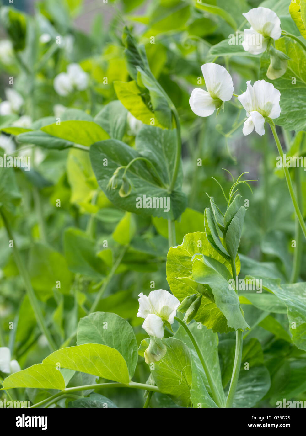 Jardin des plantes de pois. Variété à fleurs blanches traditionnelles. Banque D'Images