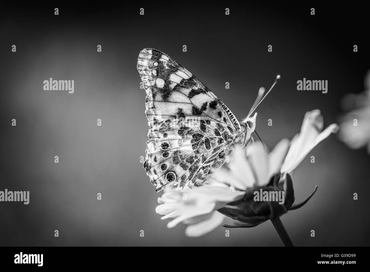 Escala de color Banque d'images noir et blanc - Alamy