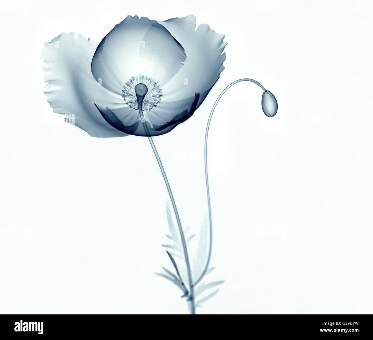 X-ray image d'une fleur isolé sur blanc , le coquelicot Papaver 3d illustration Banque D'Images