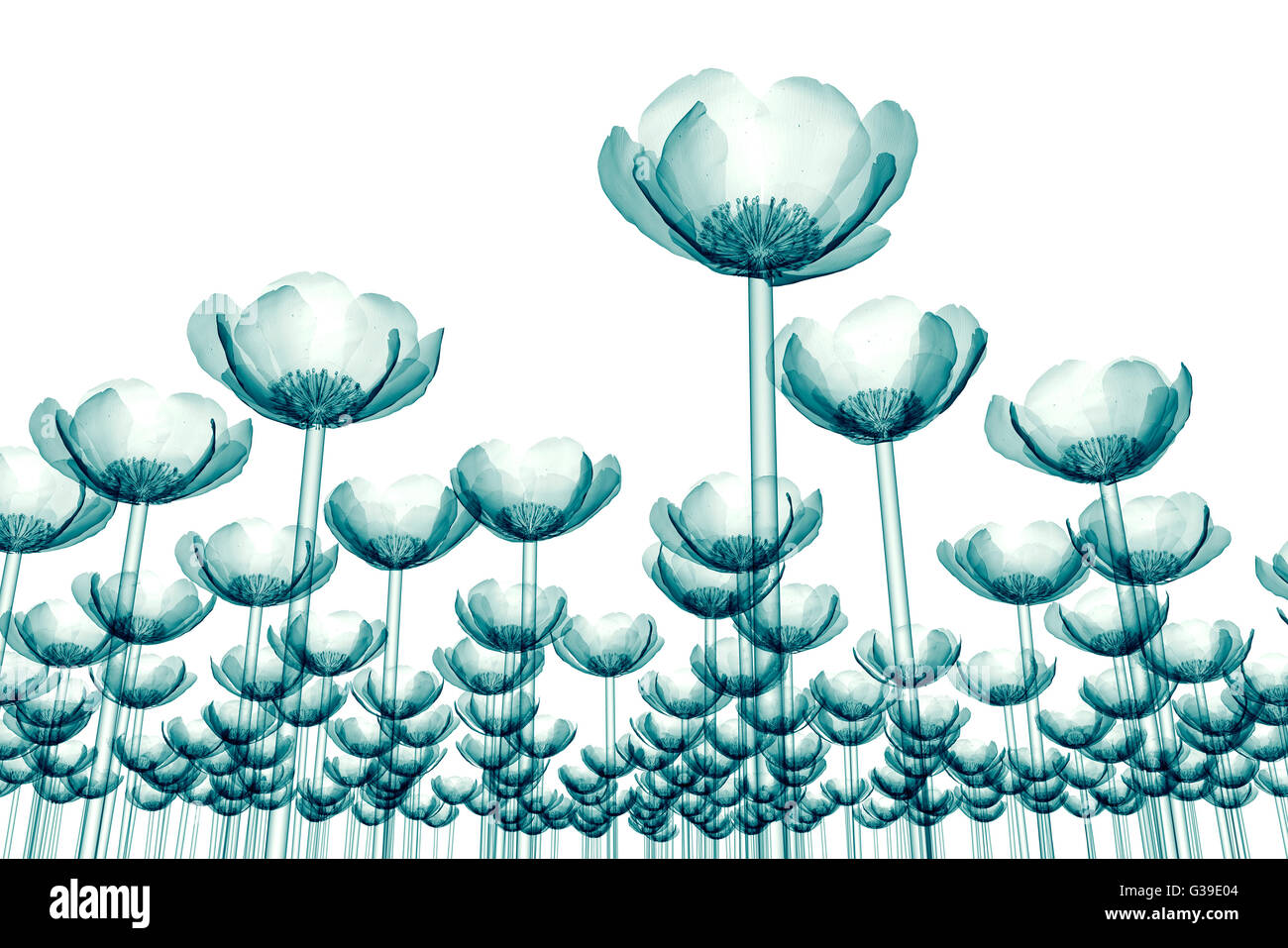 X-ray image de champ de fleur isolé sur blanc , le coquelicot Papaver 3d illustration Banque D'Images