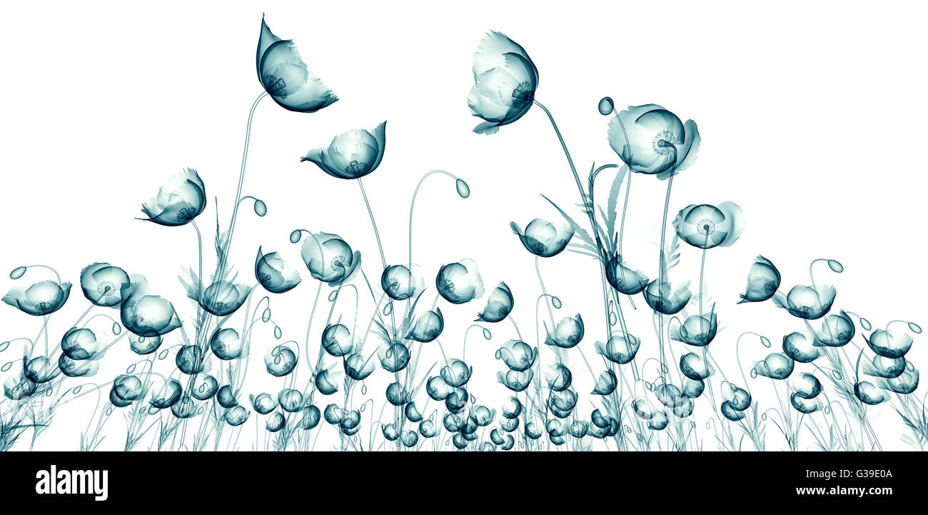 X-ray image de champ de fleur isolé sur blanc , le coquelicot Papaver 3d illustration Banque D'Images