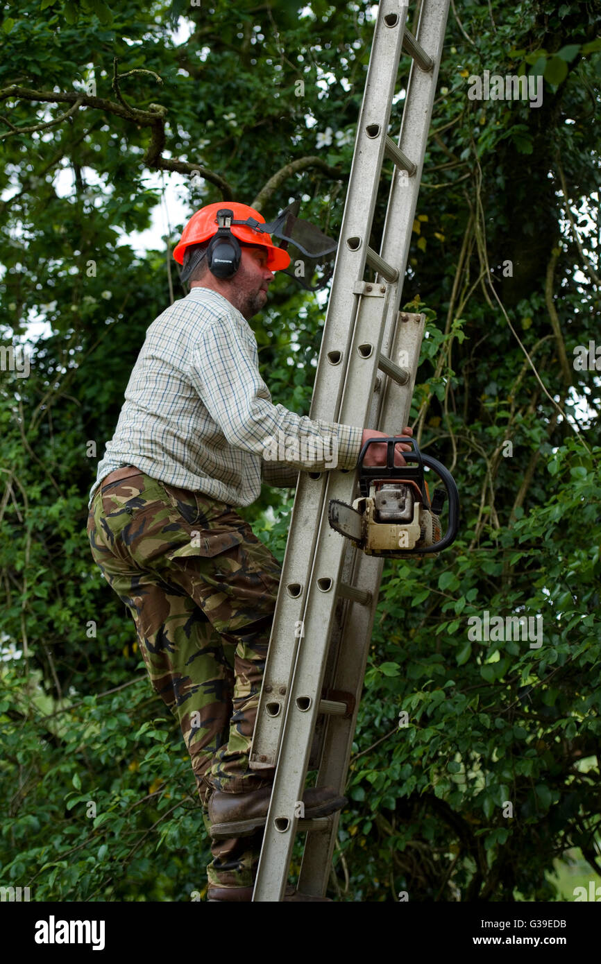 Tree Surgeon climbing ladder Banque D'Images