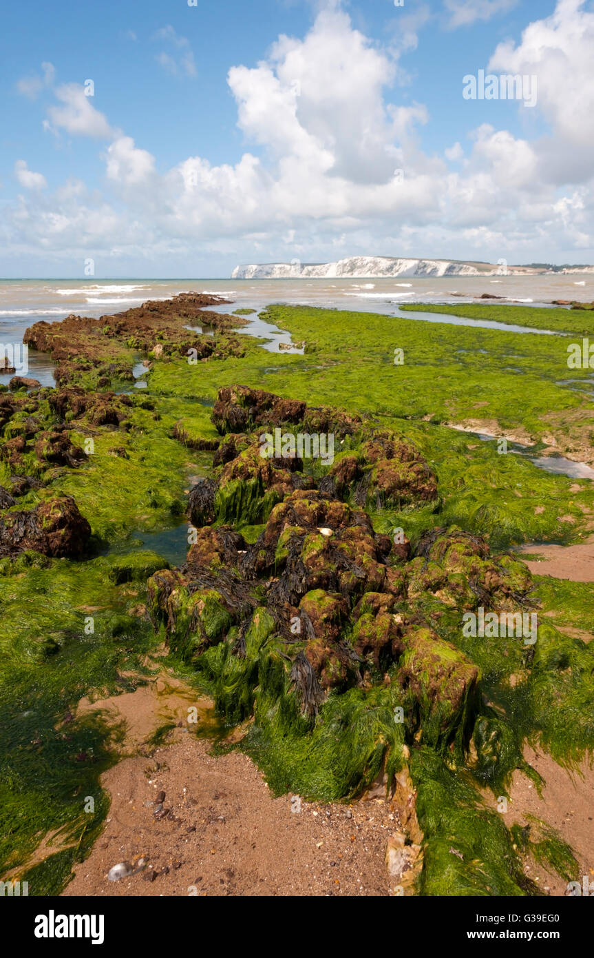 La forêt fossilisée au Brook Bay sur la côte sud de l'île de Wight est d'environ 125 millions d'années. Banque D'Images