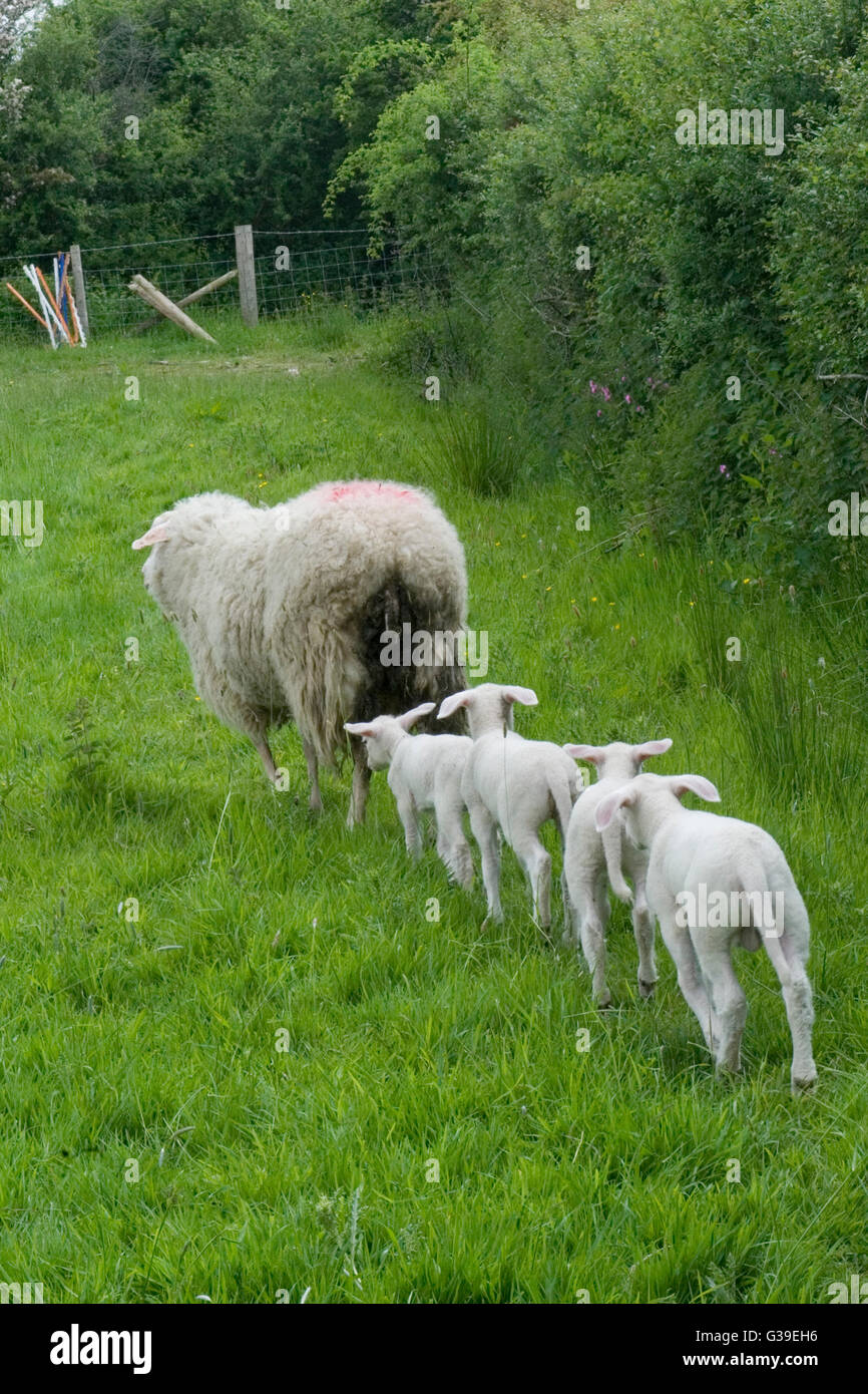 Les brebis avec agneaux quadruplet Banque D'Images