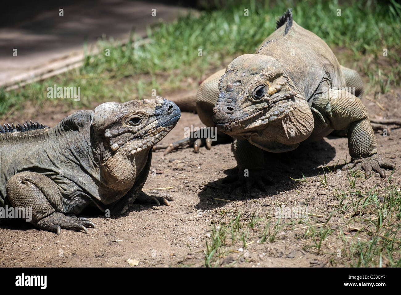 Iguane rhinocéros (Cyclura cornuta) dans le Bioparc Fuengirola Banque D'Images