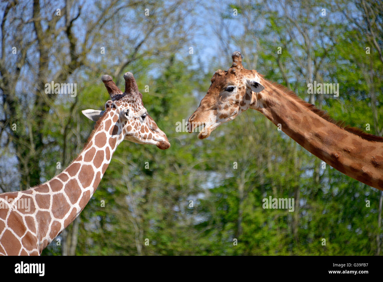 Libre deux girafes (Giraffa camelopardalis) sur fond vert Banque D'Images