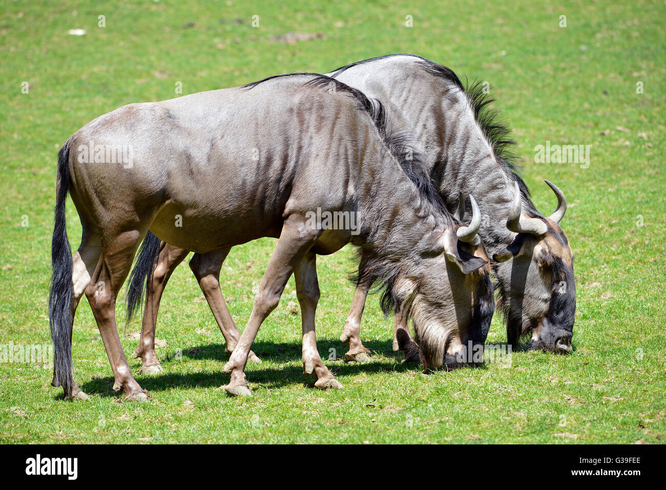 Deux gnous bleu (Connochaetes taurinus) Banque D'Images