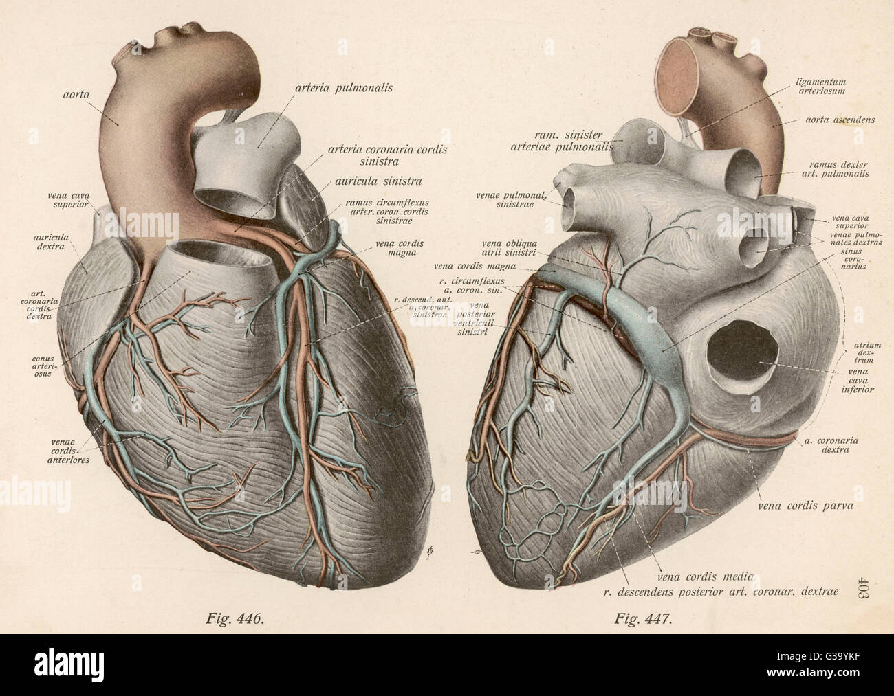 Deux vues sur le cœur humain Banque D'Images