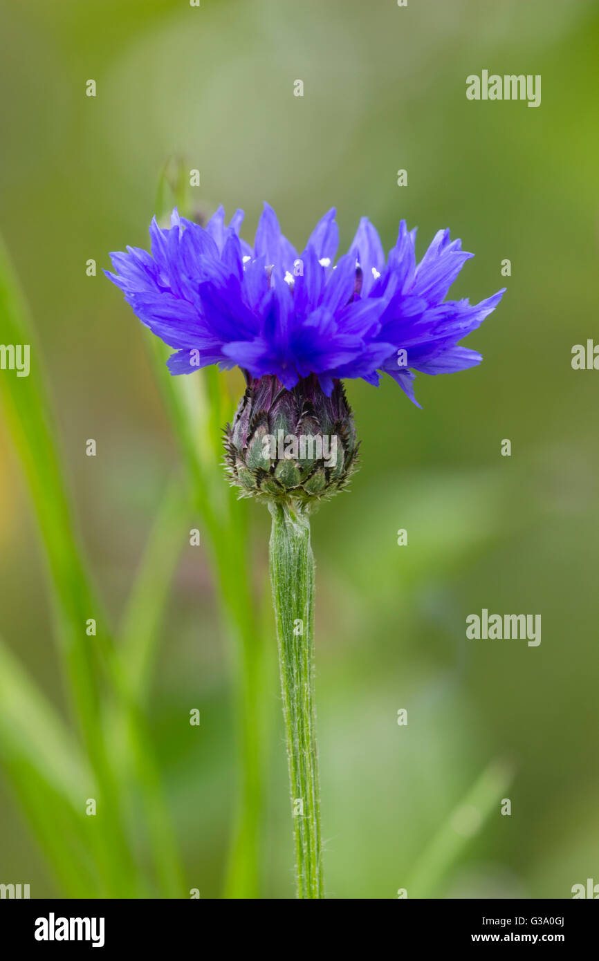 Seule fleur et la tige de l'assemblée annuelle, Centaurea cyanus bleuet bleu Banque D'Images