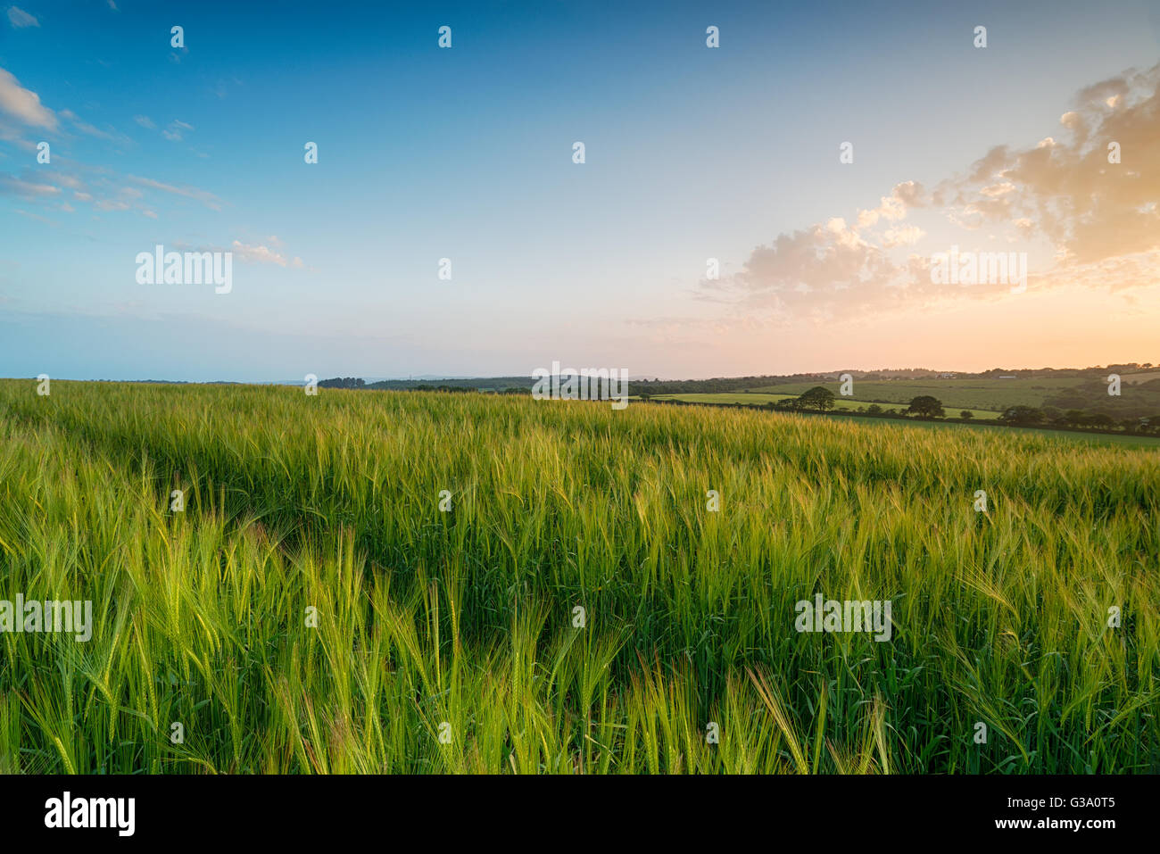 Coucher de soleil sur les champs d'orge dans la campagne des Cornouailles Banque D'Images