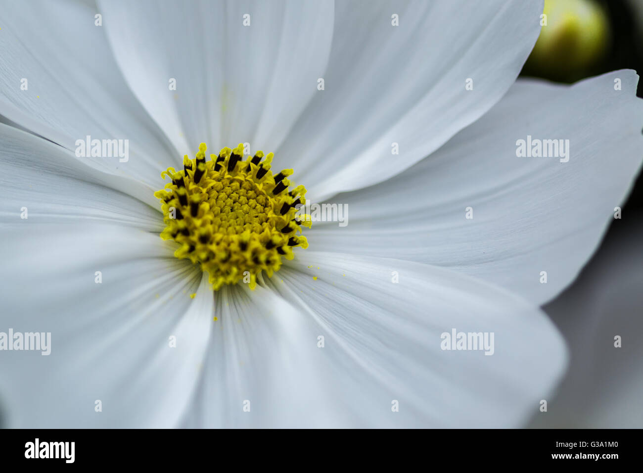 Cosmos blanc Banque D'Images