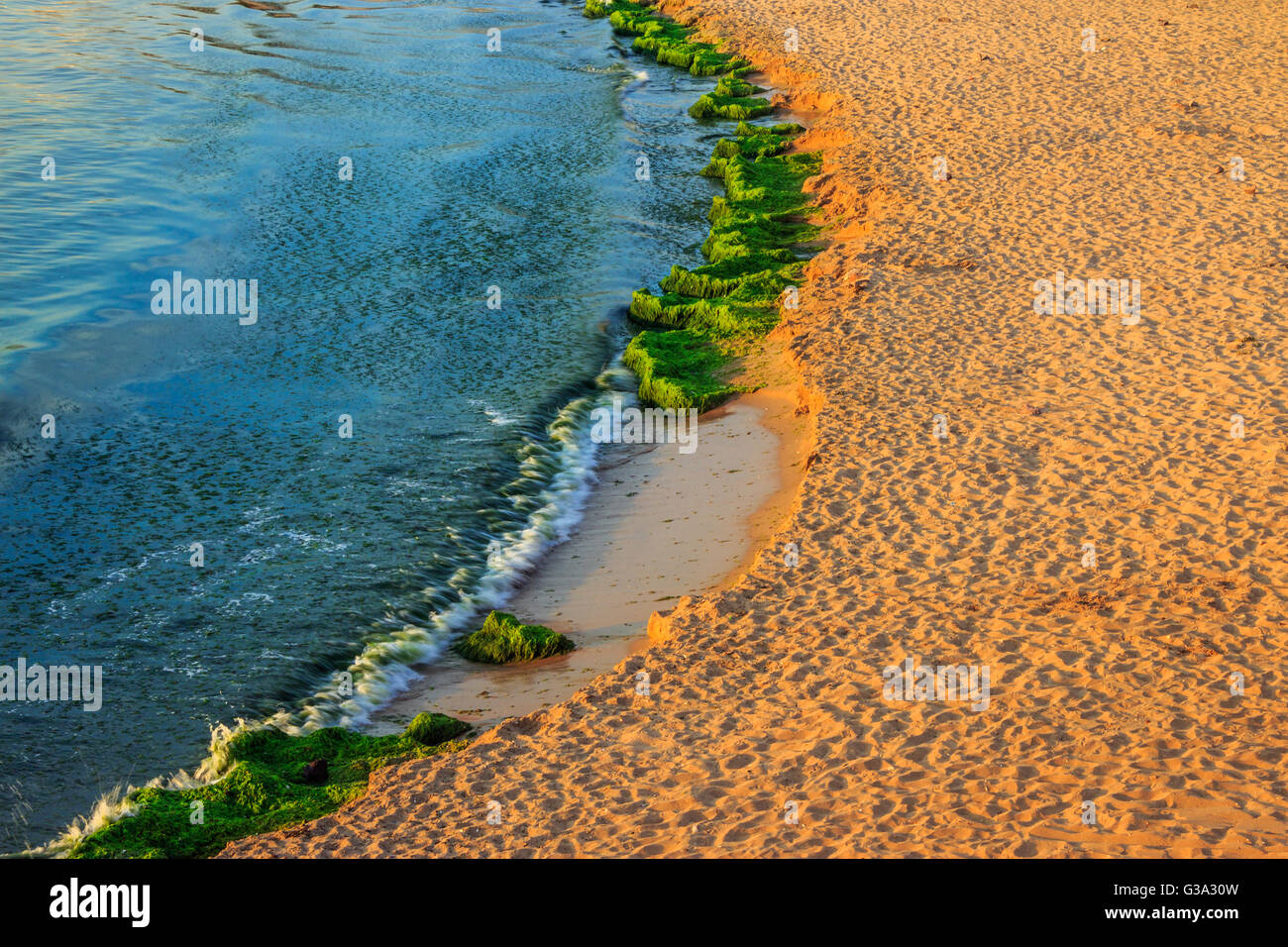 Sable plage plage en forme de croissant dans le soleil du matin. des algues sur la plage après la tempête Banque D'Images