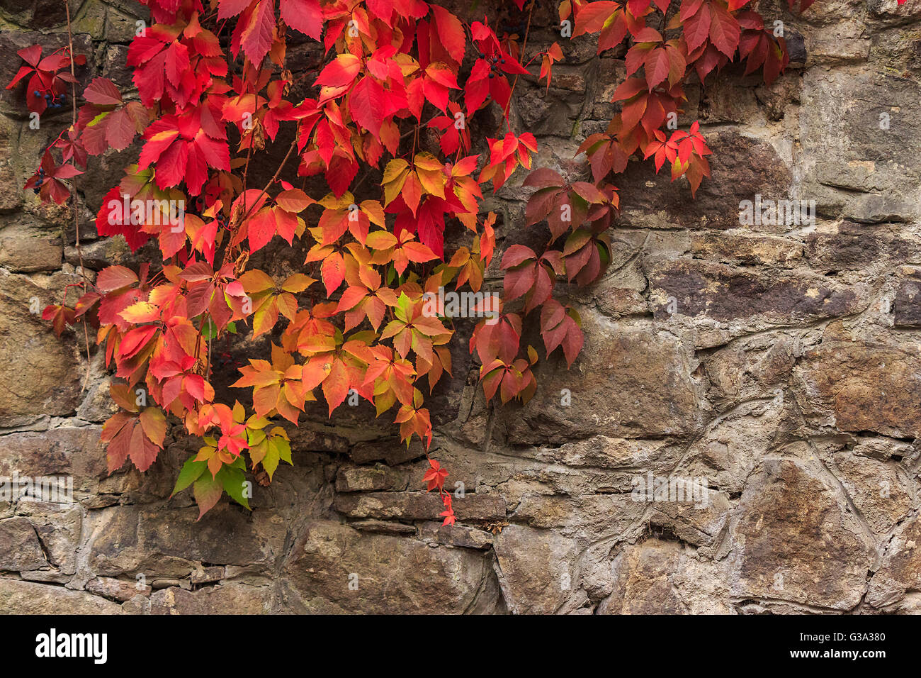 Plante grimpante à feuilles rouges à l'automne sur le vieux mur de pierre Banque D'Images