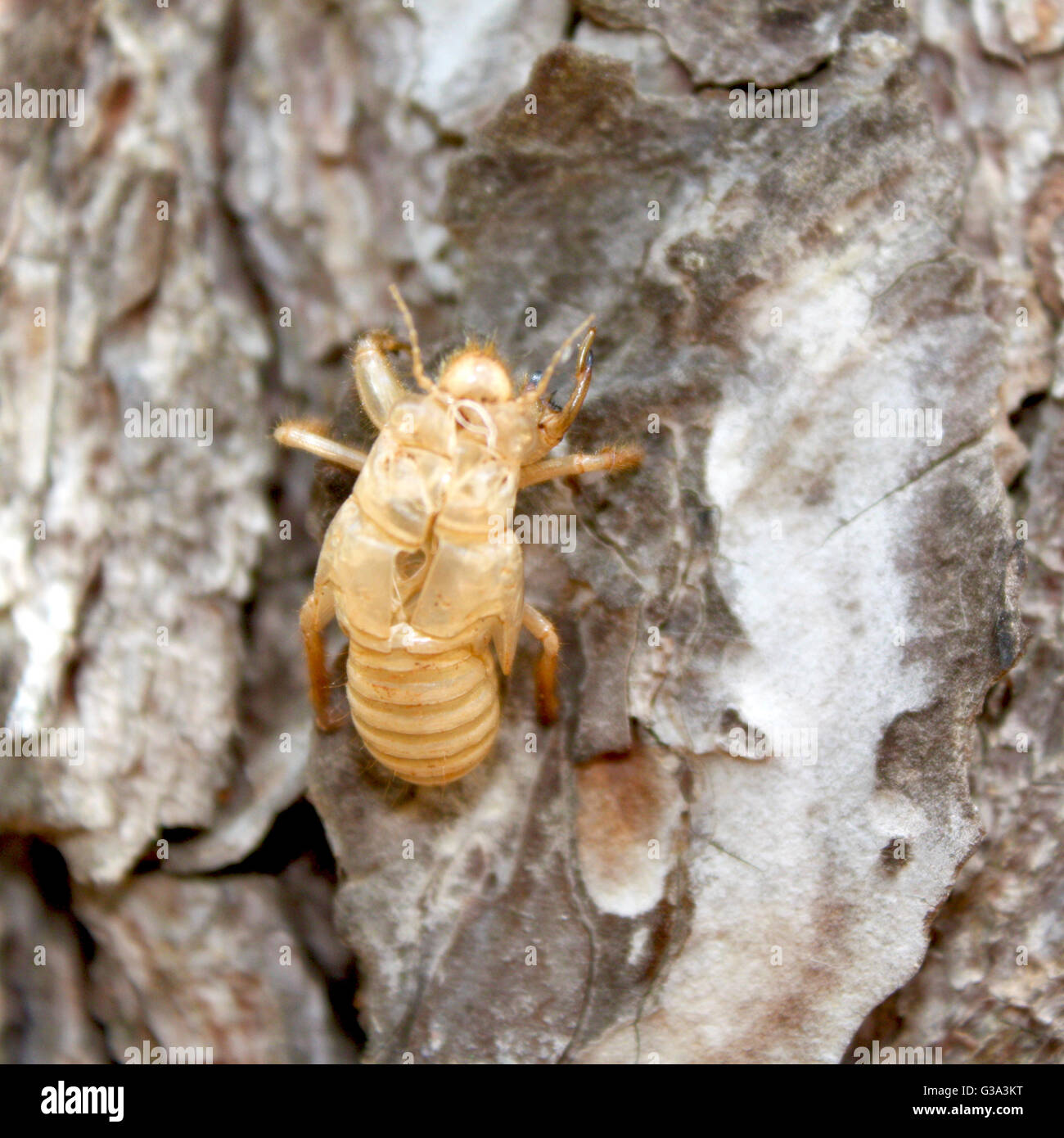 L'Balm-Cricket exuvie sur un tronc d'arbre Banque D'Images