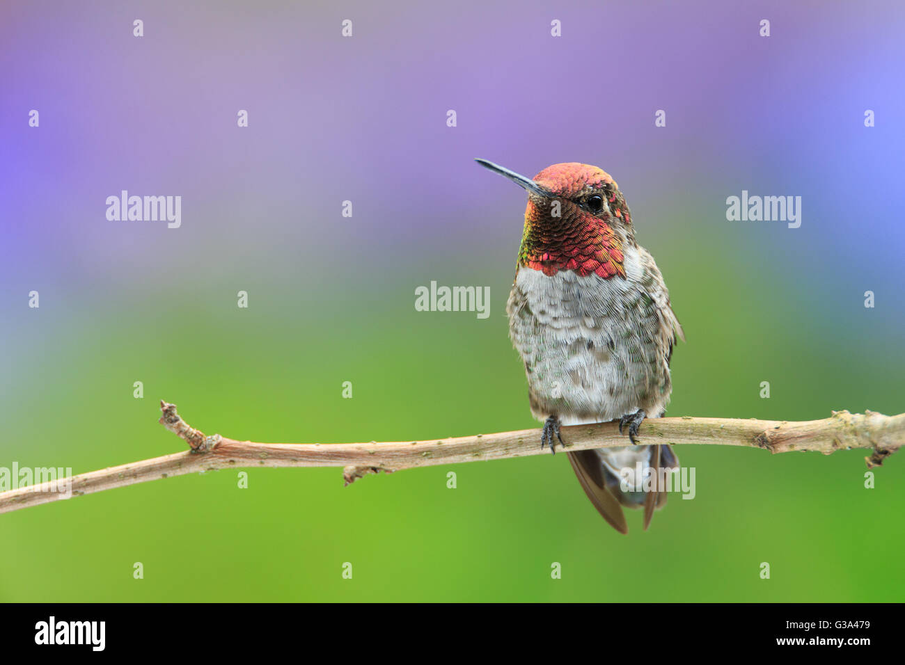 Anna's Hummingbird mâle perché sur une branche Banque D'Images