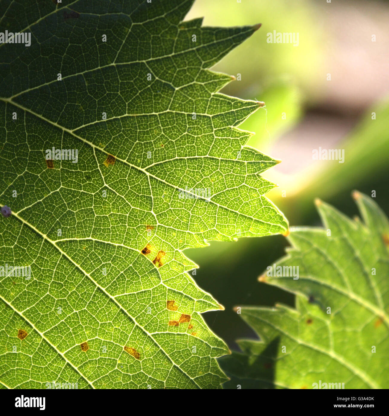Fig leaf texture dans la lumière du soleil Banque D'Images
