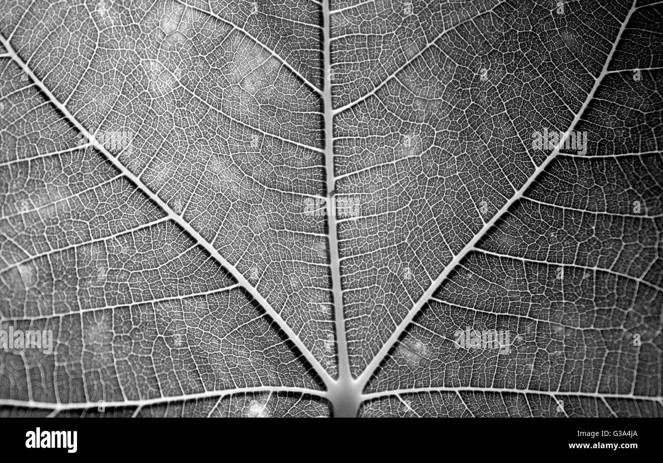 Fig leaf macro texture détails Banque D'Images